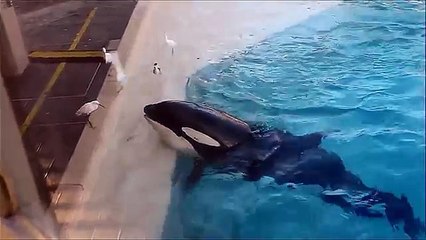 Killer Whale uses fish as bait to catch birds