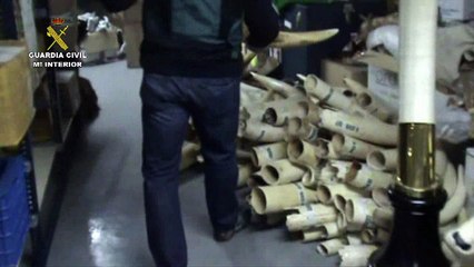Espagne: la garde civile saisit 74 défenses d'éléphant