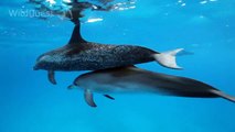 Dolphin Tales 4/2013 - Wild Dolphin Swim in the Bahamas