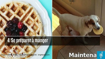 10 photos qui comparent la vie avant et après avoir eu un chien