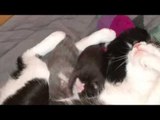 Kittens Fight Over One Nipple