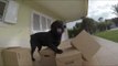 Ecstatic Dog Gets Present of Stack of Cardboard Boxes