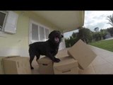 Ecstatic Dog Gets Present of Stack of Cardboard Boxes