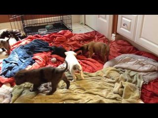Disabled Kitten Plays With Room Full of Puppies