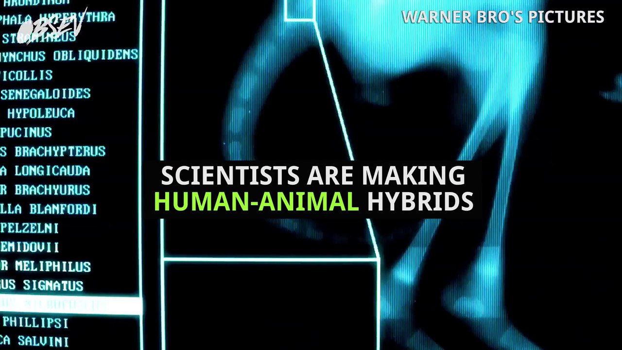 Scientists Create Human/Animal Hybrids To Cure Diseases