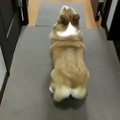 CUTE DOG DANCING BUBBLE BUTT!! LOL