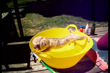 Cute dog does his best to not get wet