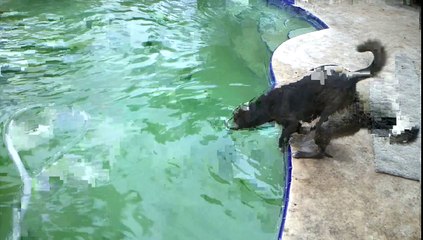Cute dog falls in pool trying to get toy must see!