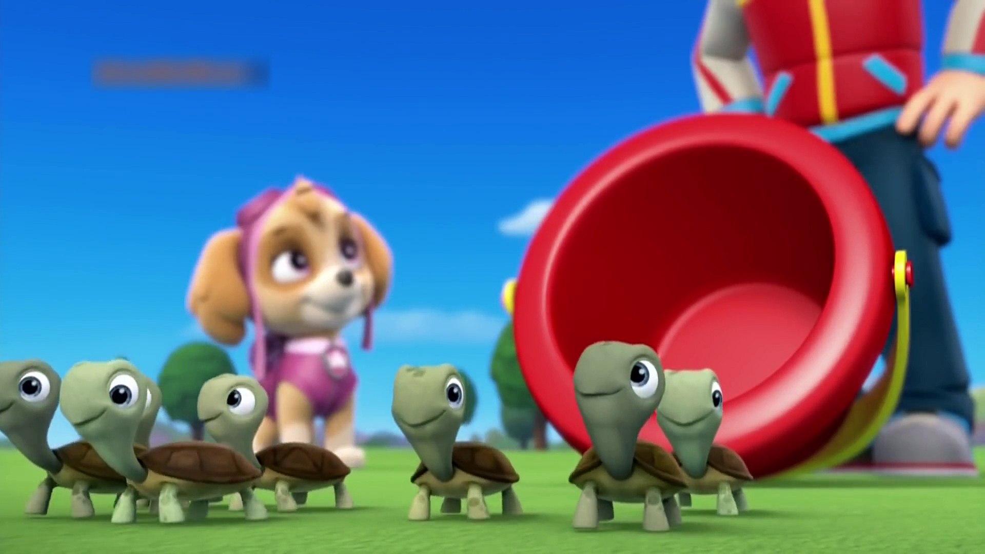 turtle paw patrol