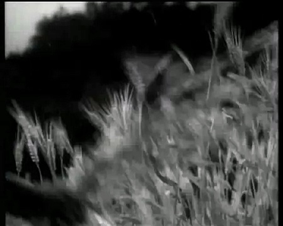 Trailer Seven Samurai