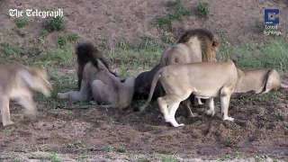 Lucky buffalo miraculously escapes from five lions