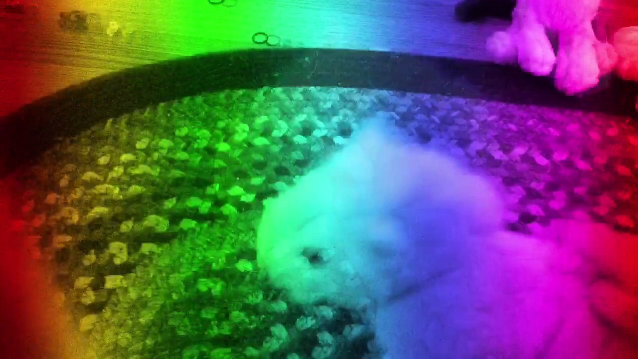 "Pink Fluffy Unicorns Dancing on Rainbows" Webkinz Music Video!