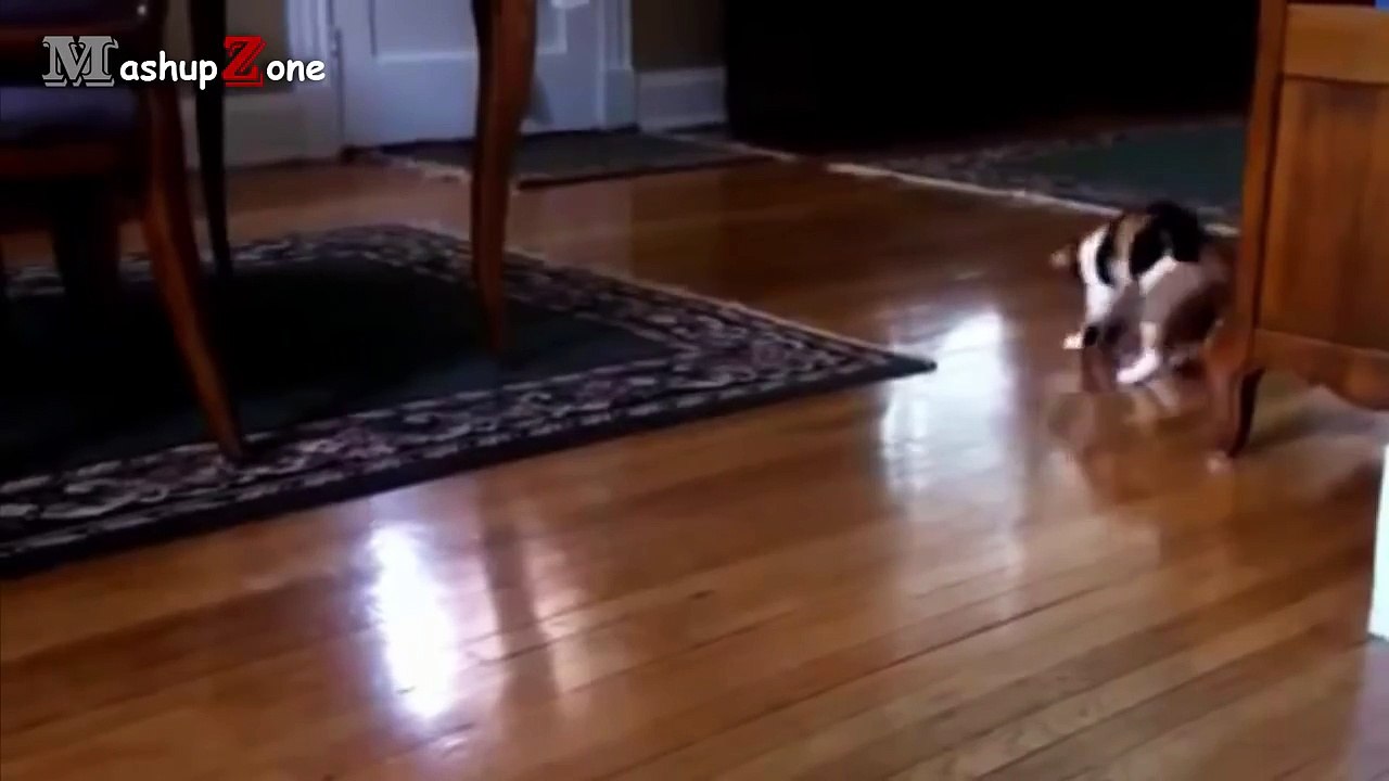 Cats Vs. Shadow Cats Compilation || NEW HD