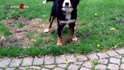 Funny Dogs Reacting To Lemons Compilation || NEW HD