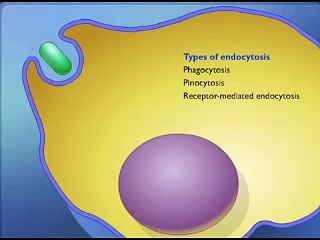 FSc Biology First Year; Chapter 4; Endocytosis, Exocytosis, Phagocytosis, Pinocytosis