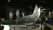 EUA: Crocodilos são tema de exposição em Nova York