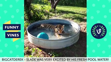 Funny Vines Animal Vines Compilation - Best Vines 2016