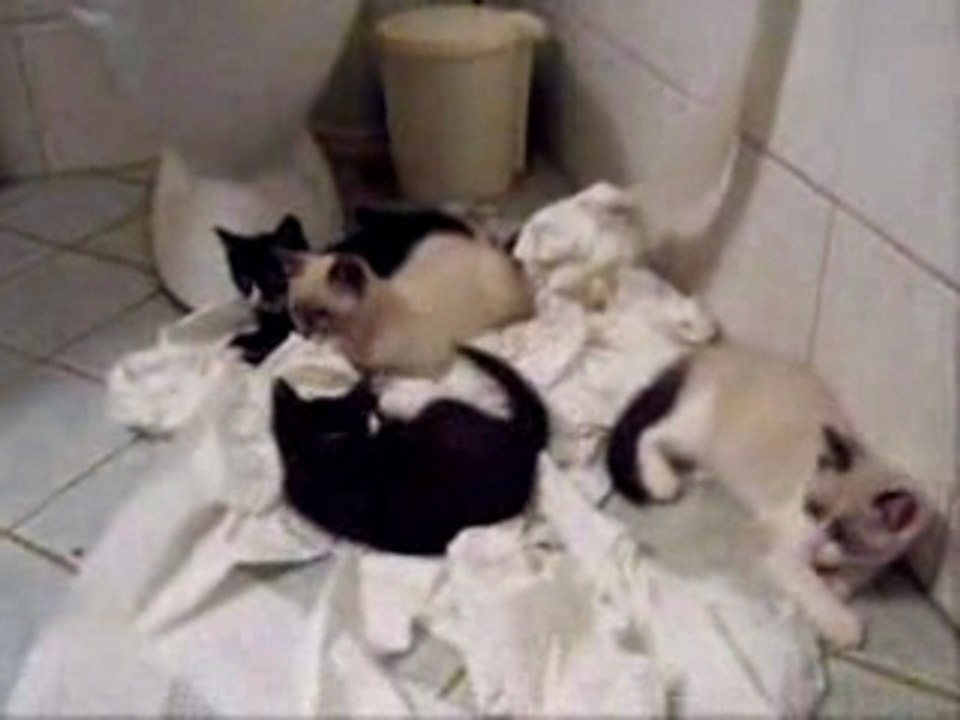 Chatons Papier Toilettes
