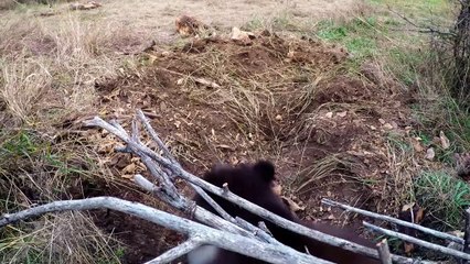 Удивительная дружба человека с медвежонком-гризли