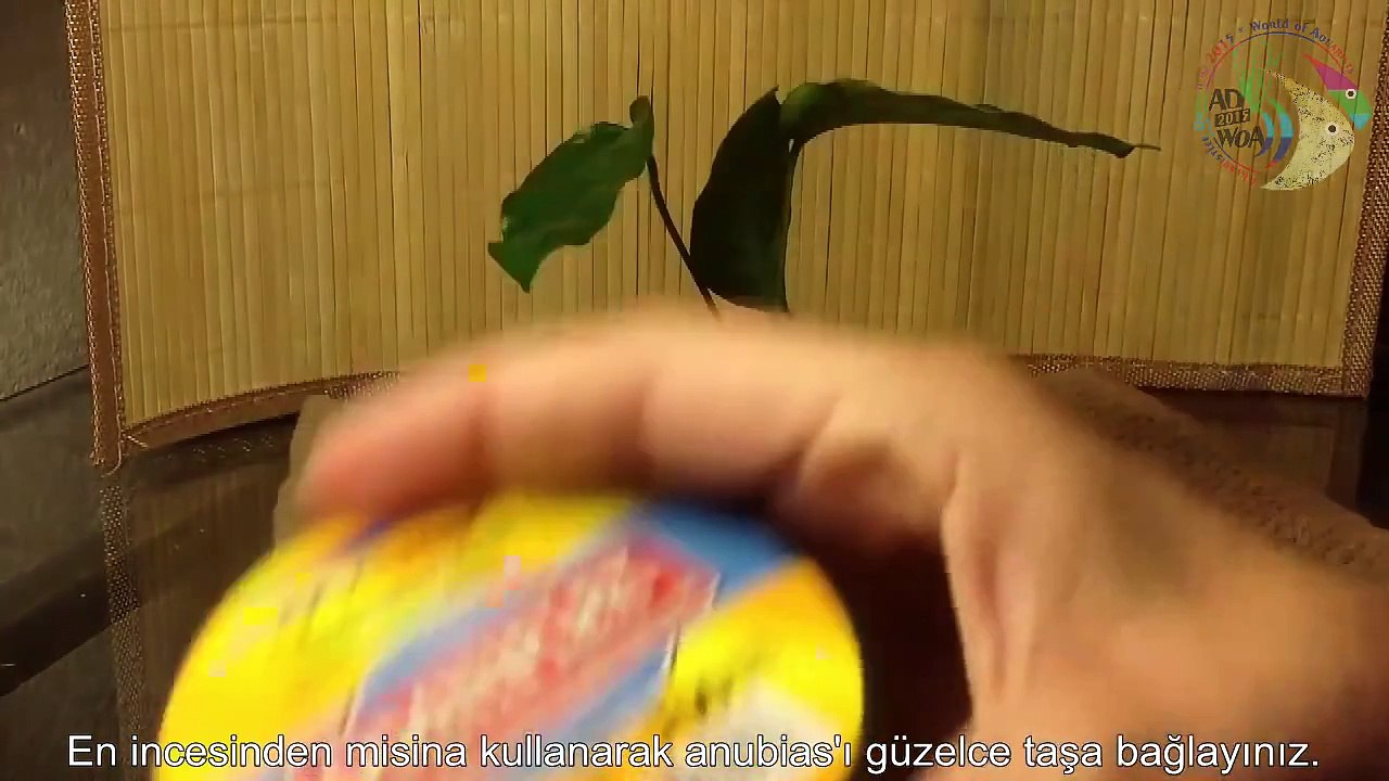 Anubias kaya'ya nasıl bağlanır?