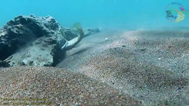 Tanganyika Gölü Belgeseli Lake Tanganyika Documentary