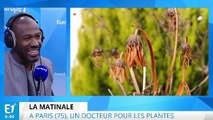 Paris : un service qui soigne les plantes d’intérieur malades