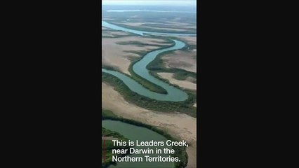Australian man fights off crocodiles - BBC News