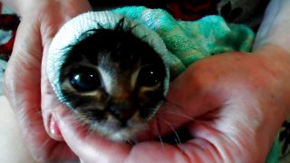 Kitten cute meows after washing