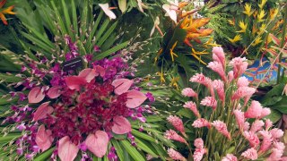 Plants in the Great Pavilion - RHS Chelsea Flower Show 2016