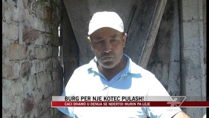 Burg për një kotec pulash! - News, Lajme - Vizion Plus