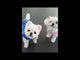Maltese Pups Waddle Excitedly to Owner When Hungry