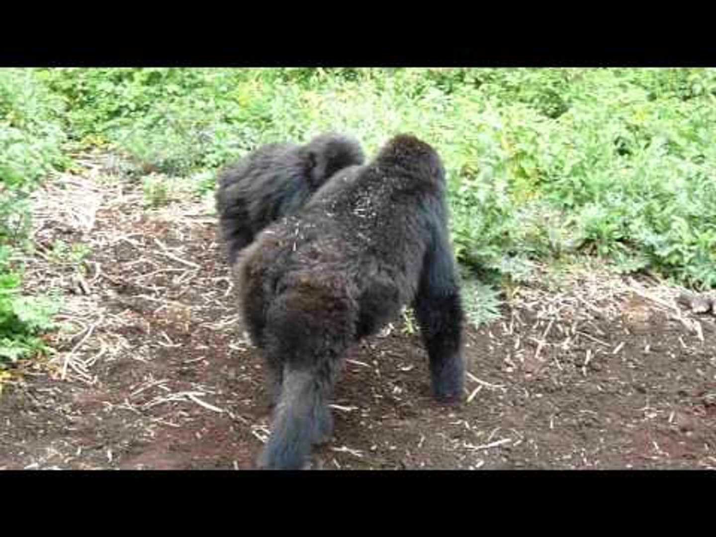 ⁣Gorillas Playfully Beat Chest and Thump Ground