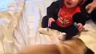 كلبان يحاولان اضحاك طفل