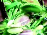 plante carnivore dionée dionaéa(limasse piègée)