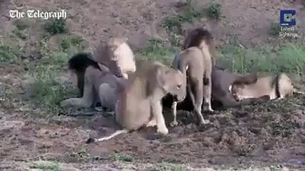 Krizi fırsata çeviren av