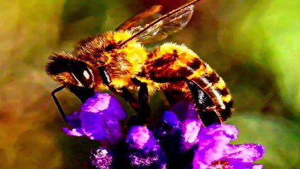 Kanunlar Önün'de İnsanlar Tarafından İdam Edilen 10 Hayvan