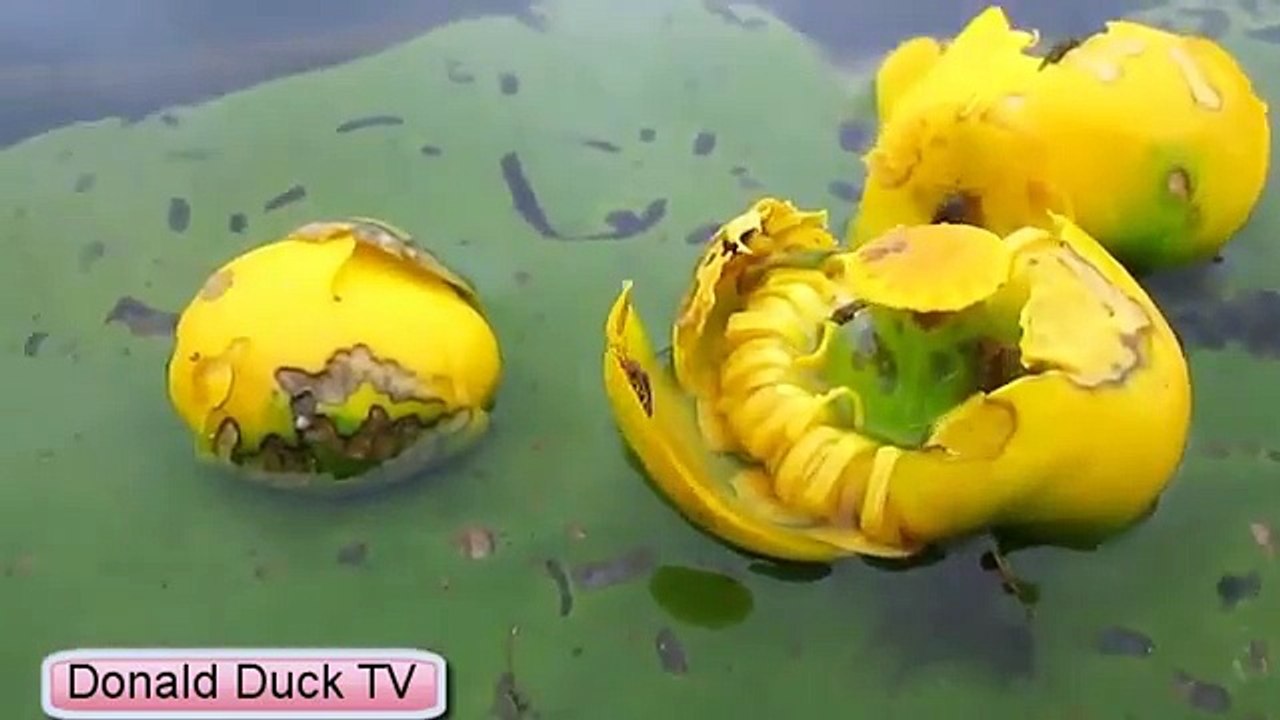 Funny Flower Finger Family Nursery Rhymes