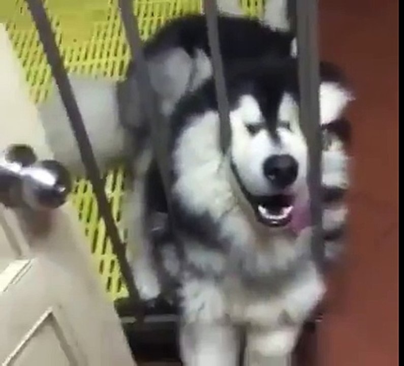 Ce husky dort la tête coincée entre les barreaux... Trop drôle