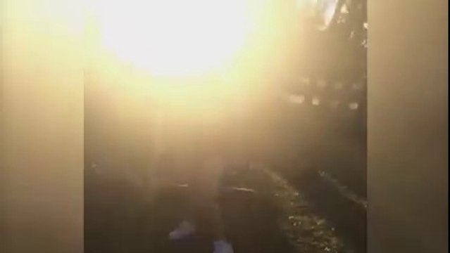 Les oies c'est dangereux! La preuve...