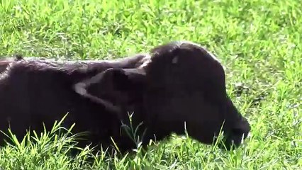Male Lion Killing A Very Small Baby Of Cow- Very Sad Video