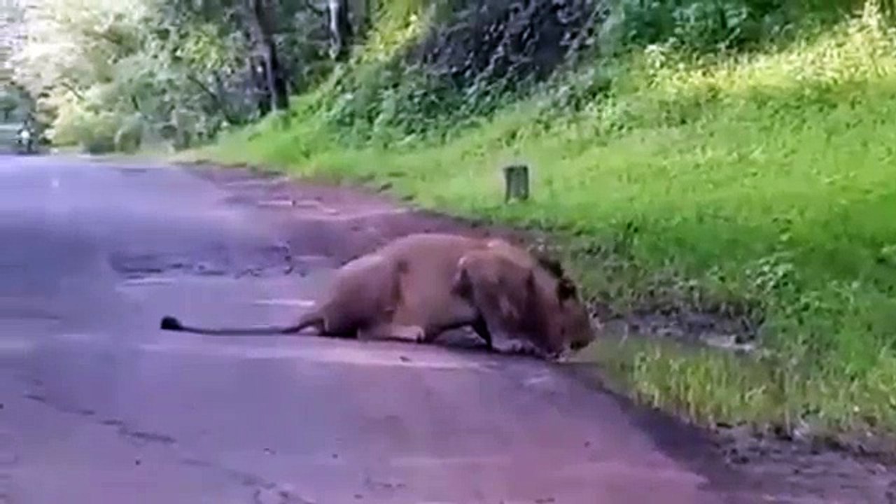 Lion On Public Road
