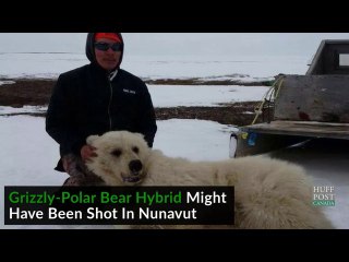 ホッキョクグマ／ハイイログマ（グリズリー）のハイブリッドが射殺される (May.25 2016)