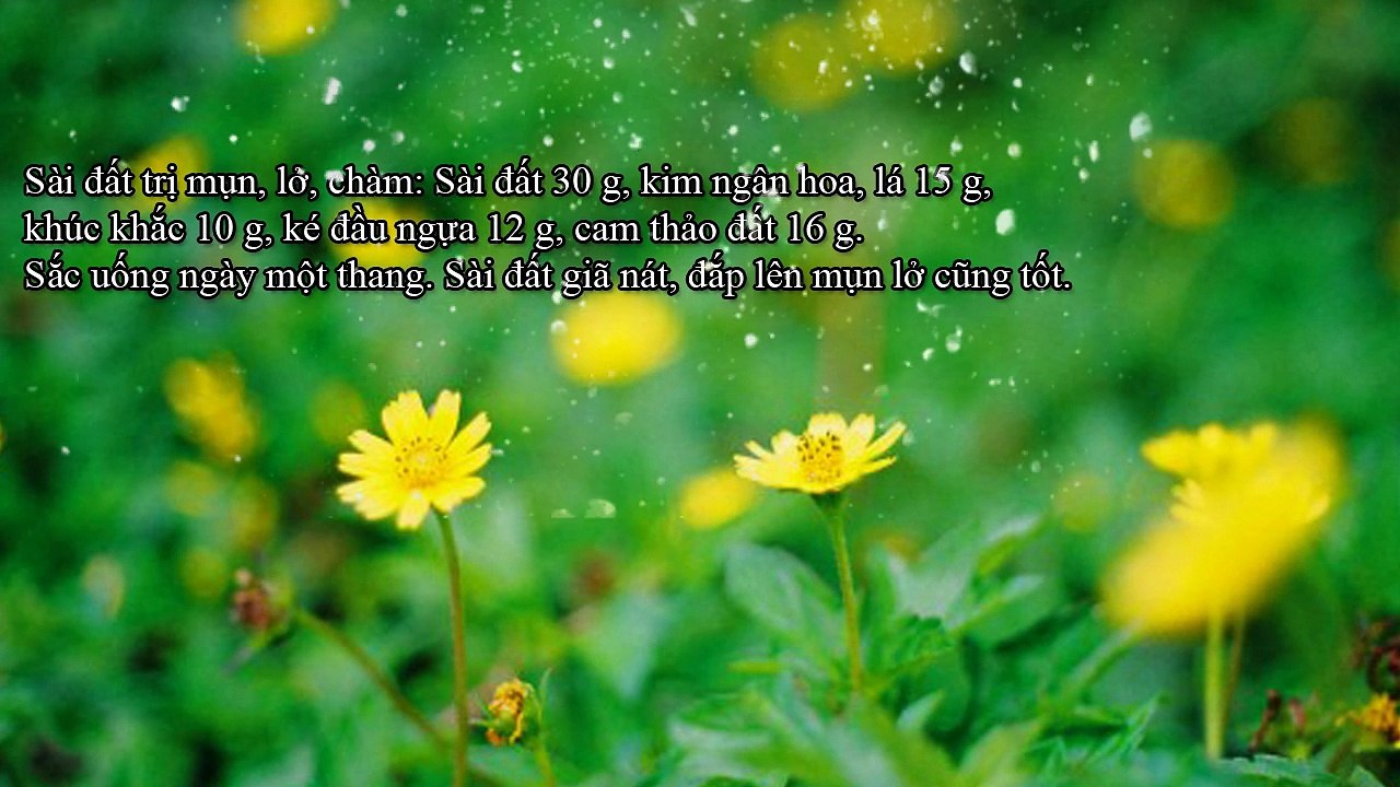 Cây sài đất chữa sốt cao 2016