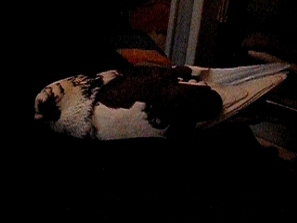 Titi roule des ailes ^^