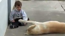 A yellow-haired labrador encounters a boy with Downs-Syndrome for the first time. How he reacts left me speechless.