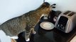 Un chat découvre un grille-pain
