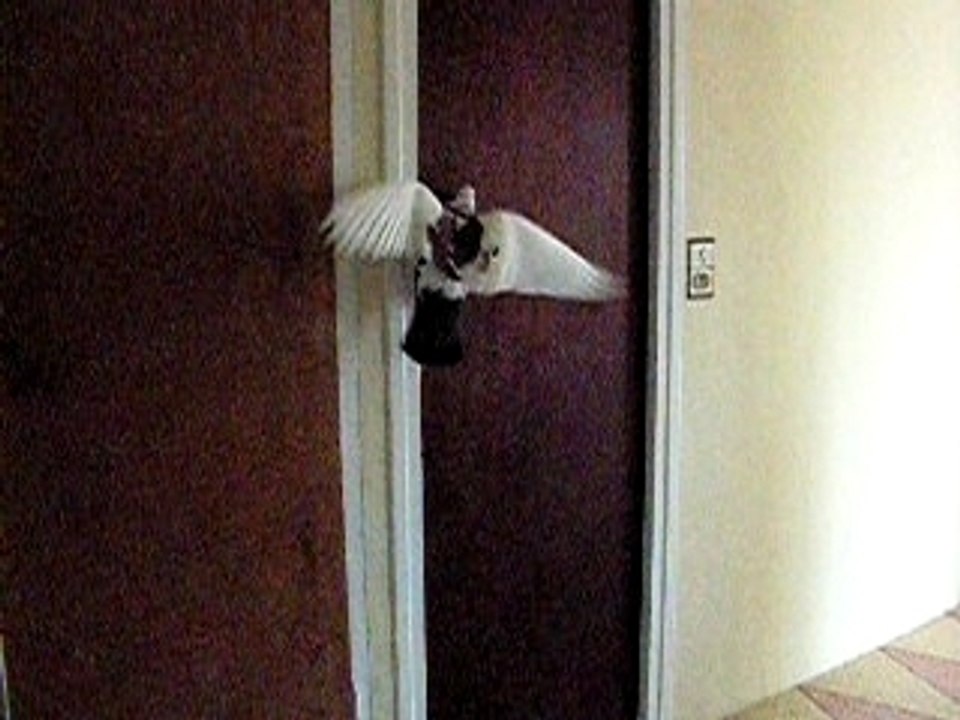 Titi veut rentrer dans la salle de bain!