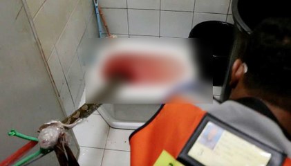 Mordu par un python dans ses toilettes