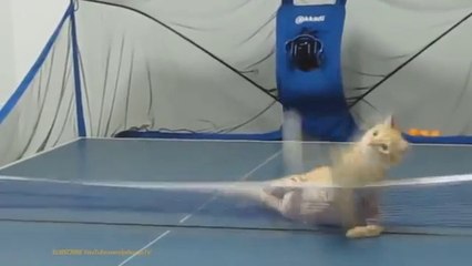 Faithwerks Distribution, Faithwerks Distribution, Funny!!!