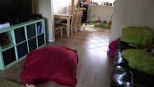 La maison est dans un terrible état quand les propriétaires rentrent de leur promenade !
